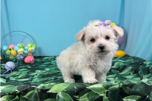 Missy - Malti Poo - Maltipoo for sale