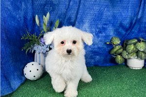 Mana - Malti Poo - Maltipoo for sale