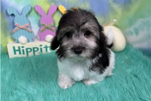 Nate - Malti Poo - Maltipoo for sale