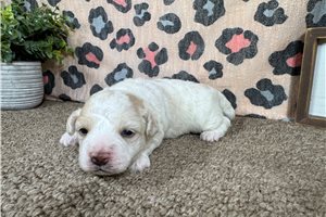 Emmett - Maltipoo for sale