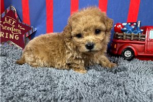 Romeo - Malti Poo - Maltipoo for sale