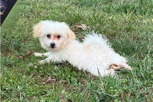 Mateo - Malti Poo - Maltipoo for sale