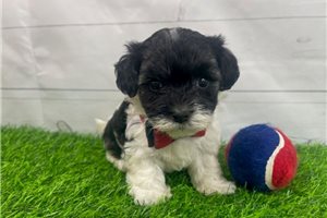 Casper - puppy for sale