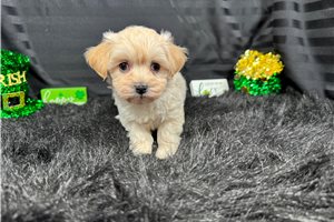 Billy - Malti Poo - Maltipoo for sale