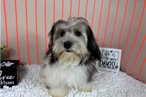 Nigel - Malti Poo - Maltipoo for sale