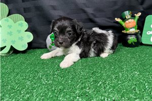 Nicholas - puppy for sale