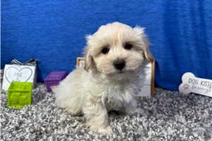 Bean - Malti Poo - Maltipoo for sale