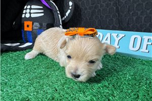 Abigail - puppy for sale