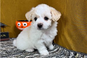 Emmett - Malti Poo - Maltipoo for sale