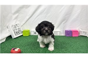 Nicholas - Malti Poo - Maltipoo for sale