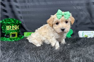 Baby - Malti Poo - Maltipoo for sale