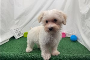 Cooper - Malti Poo - Maltipoo for sale