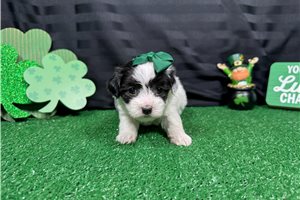 Natalia - puppy for sale