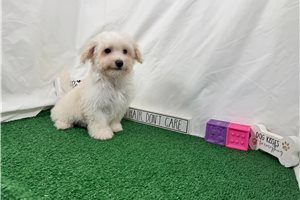 Cole - Malti Poo - Maltipoo for sale