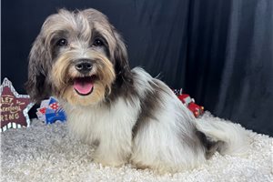 Nixon - Malti Poo - Maltipoo for sale