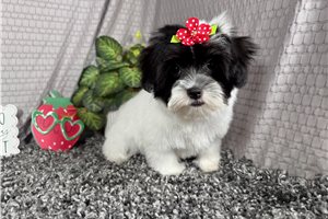 Nana - Malti Poo - Maltipoo for sale