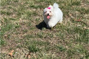 Ben - Malti Poo - Maltipoo for sale