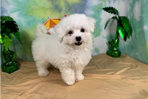 Mana - Malti Poo - Maltipoo for sale