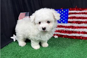 Mana - Malti Poo - Maltipoo for sale