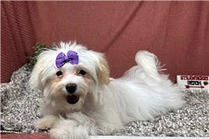 Ben - Malti Poo - Maltipoo for sale