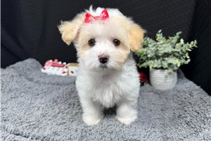 Gentry - Malti Poo - Maltipoo for sale