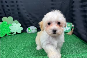 Curtis - Malti Poo - Maltipoo for sale