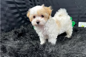 Dexter - puppy for sale