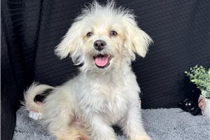 Carson - Malti Poo - Maltipoo for sale