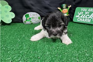 Noah - puppy for sale