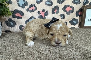 Enola - puppy for sale