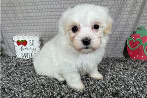 George - Malti Poo - Maltipoo for sale