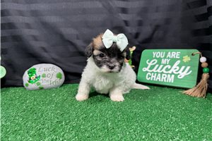 Nevaeh - Malti Poo - Maltipoo for sale