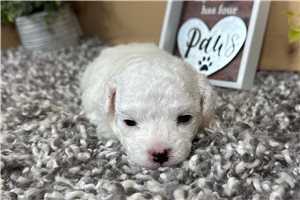 Mana - Malti Poo - Maltipoo for sale