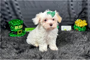 Dove - puppy for sale