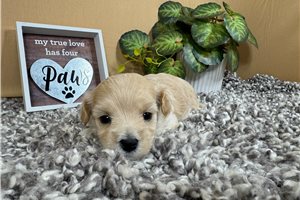 Izzy - puppy for sale