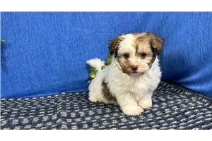 Albus - Mixed/Other for sale