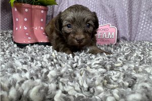 Arthur - Mixed/Other for sale