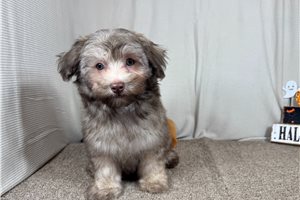 Arthur - Mixed/Other for sale