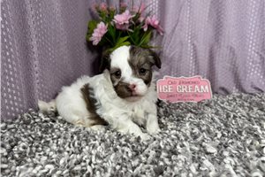 Albus - Mixed/Other for sale