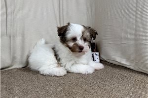 Albus - Mixed/Other for sale