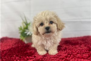 Walley - puppy for sale