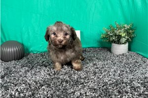 Arthur - Mixed/Other for sale