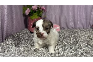 Albus - Mixed/Other for sale