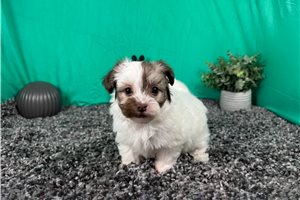 Albus - Mixed/Other for sale