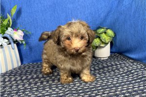 Arthur - Mixed/Other for sale