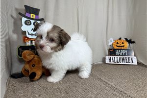 Albus - Mixed/Other for sale