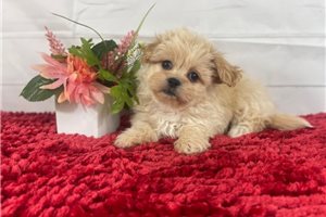 Riley - Mixed/Other for sale