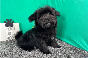 Cadet - Morkie / Yorktese for sale