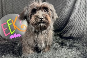 Cadet - Morkie / Yorktese for sale
