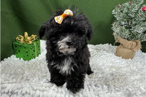Iris - Morkie / Yorktese for sale